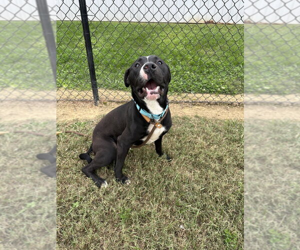 Medium Photo #6 Mutt Puppy For Sale in Evansville, IN, USA