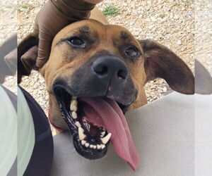 Black Mouth Cur-Unknown Mix Dogs for adoption in Stover, MO, USA