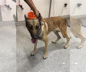 German Shepherd Dog Dogs for adoption in Houston, TX, USA