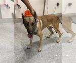 Small German Shepherd Dog