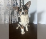 Small #40 Aussie-Corgi