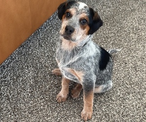 Australian Cattle Dog-Unknown Mix Dogs for adoption in TAYLOR, MI, USA