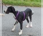 Small Photo #33 Great Dane Puppy For Sale in SPRAGGS, PA, USA