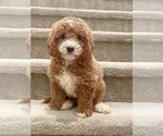 Small Photo #5 Goldendoodle (Miniature) Puppy For Sale in ARCADIA, CA, USA