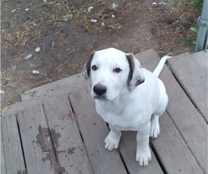 Doubull-Mastiff Puppy for Sale in GRANTSBURG, Wisconsin USA
