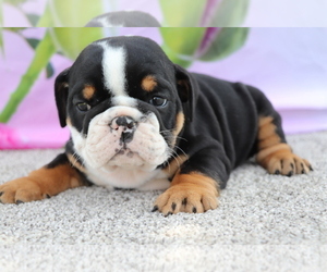 Bulldog Puppy for sale in SHILOH, OH, USA