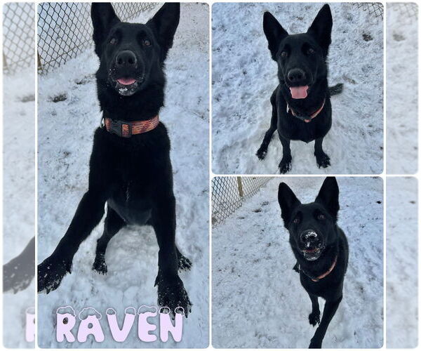Medium Photo #1 German Shepherd Dog-Unknown Mix Puppy For Sale in Pierceton , IN, USA