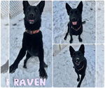 Small German Shepherd Dog Mix