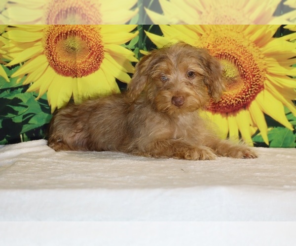 Medium Photo #17 Yorkiepoo mix (+ Poodle Toy) Puppy For Sale in DYERSBURG, TN, USA