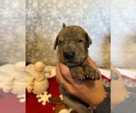 Small #2 Great Dane