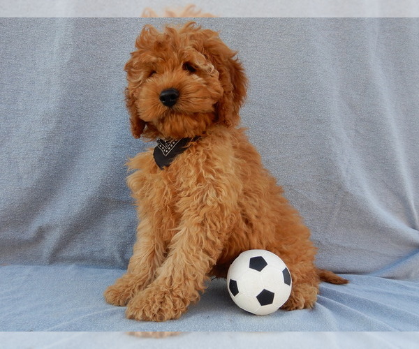 Medium Photo #2 Cockapoo Puppy For Sale in MILLERSBURG, OH, USA