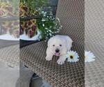 Small #3 Labrador Retriever