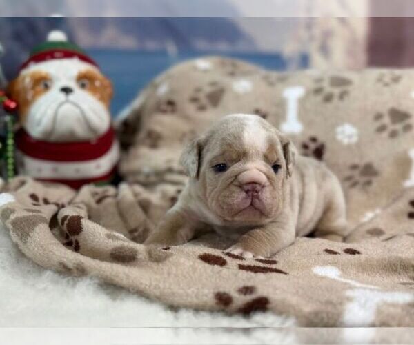 Medium Photo #6 English Bulldog Puppy For Sale in OOLOGAH, OK, USA