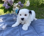 Small Photo #2 Coton de Tulear Puppy For Sale in RUBICON, WI, USA