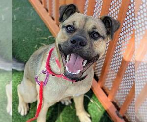 German Shepherd Dog-Unknown Mix Dogs for adoption in Las Vegas, NV, USA