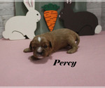 Small #4 Cavalier King Charles Spaniel