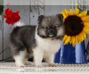 Pomeranian Puppy for sale in FREDERICKSBG, OH, USA