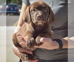 Small #2 Sheprador