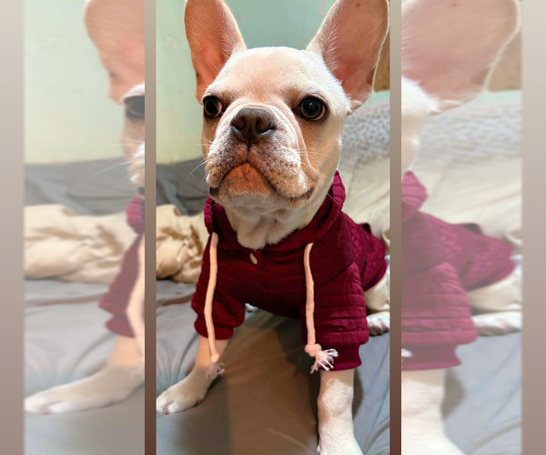 Medium Photo #1 French Bulldog Puppy For Sale in GREENSBORO, NC, USA