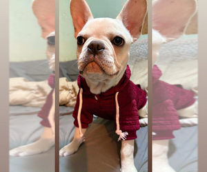 French Bulldog Puppy for sale in GREENSBORO, NC, USA