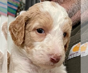 Goldendoodle Puppy for sale in TIMMONSVILLE, SC, USA