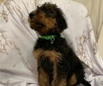 Puppy 4 Airedale Terrier