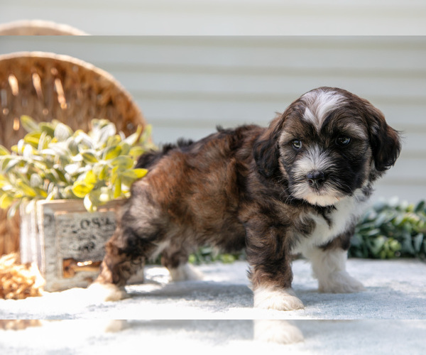 Medium Photo #16 Aussiedoodle Miniature  Puppy For Sale in MILLERSBURG, OH, USA
