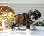 Small #4 Aussiedoodle Miniature 
