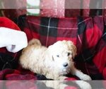 Small Photo #2 Goldendoodle-Poodle (Standard) Mix Puppy For Sale in NEW TAZEWELL, TN, USA
