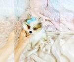 Small #18 Pomeranian