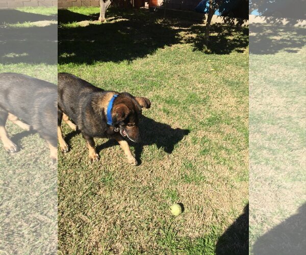 Medium Photo #2 German Shepherd Dog-Unknown Mix Puppy For Sale in Colton, CA, USA