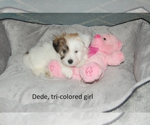 Coton de Tulear Puppy for sale in MESA, AZ, USA