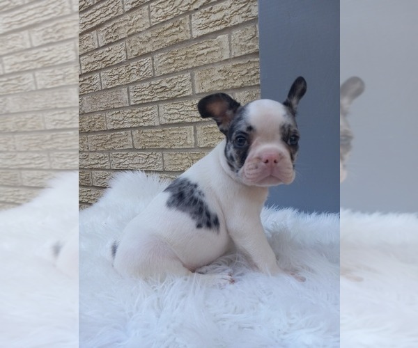 Full screen Photo #7 French Bulldog Puppy For Sale in CARTHAGE, TX, USA