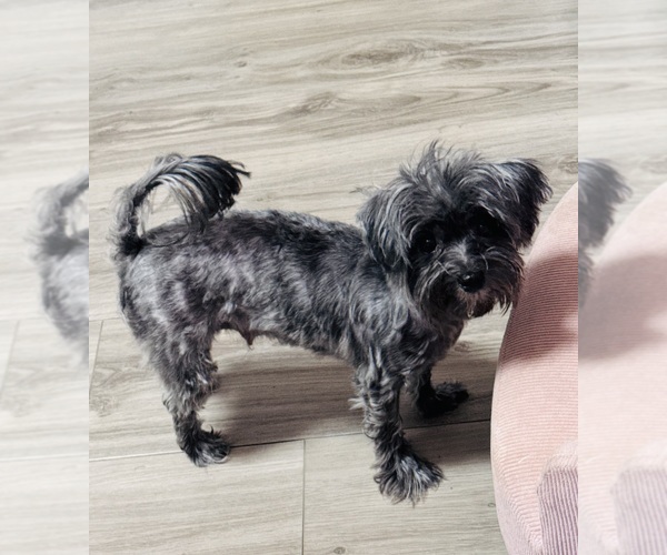 Medium Photo #1 Maltipoo (Toy) Puppy For Sale in VIENNA, GA, USA