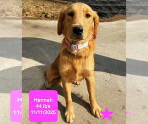 Golden Retriever Dogs for adoption in West Hollywood, CA, USA