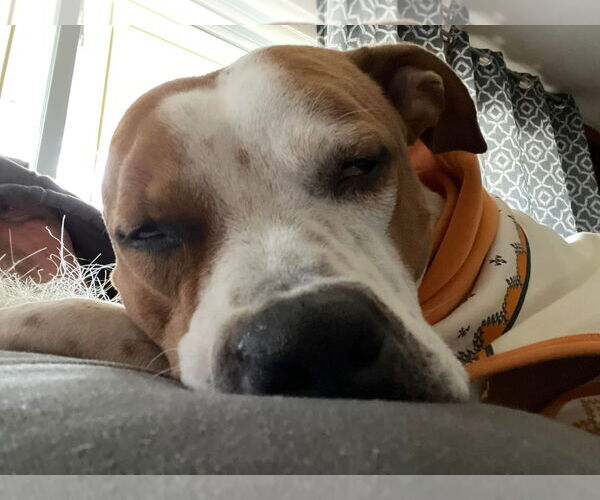 Medium Photo #21 American Pit Bull Terrier-Unknown Mix Puppy For Sale in Germantown, OH, USA