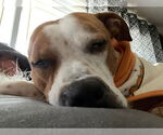 Small #20 American Pit Bull Terrier Mix