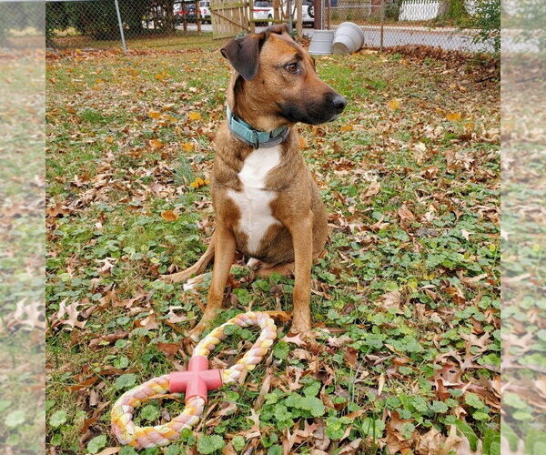 Medium Photo #6 Mutt Puppy For Sale in Westminster, MD, USA