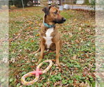 Small #5 Mutt