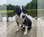 Small #8 Labrador Retriever Mix