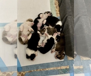 Pembroke Welsh Corgi Puppy for sale in PENNINGTN GAP, VA, USA