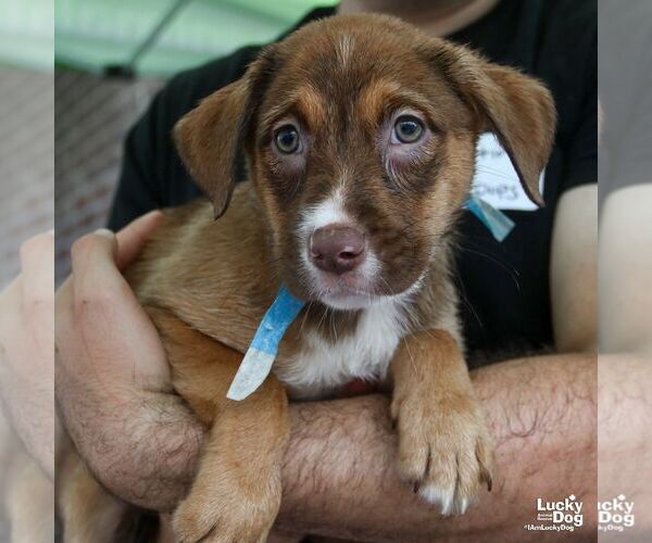 Medium Photo #3 Australian Shepherd-Unknown Mix Puppy For Sale in Washington, DC, USA