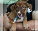 Small #2 Australian Shepherd Mix