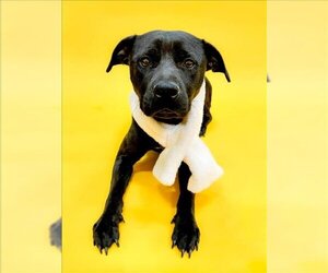 Labrador Retriever-Unknown Mix Dogs for adoption in Forestville, MD, USA