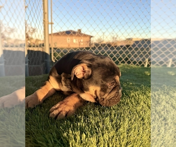 Medium Photo #35 English Bulldog Puppy For Sale in WEST HOLLYWOOD, CA, USA