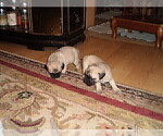Small #1 Pug