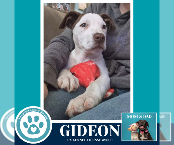 Medium Photo #2 Labrador Retriever-Unknown Mix Puppy For Sale in Kimberton, PA, USA