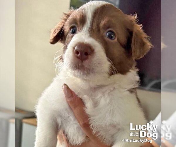 Medium Photo #5 Border Collie-Unknown Mix Puppy For Sale in Washington, DC, USA
