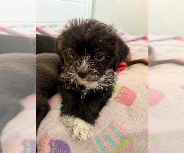 Medium Photo #2  Puppy For Sale in , 