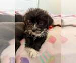 Small Photo #2  Puppy For Sale in , 